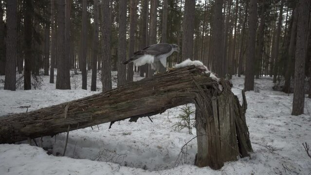 Goshawk feeding on a log