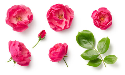 set / collection of beautiful pink wild rose flowers, bud and leaf isolated over a transparent background, cut-out colorful magenta floral or garden design elements, top view / flat lay, PNG - obrazy, fototapety, plakaty