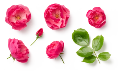 Muurstickers set / collection of beautiful pink wild rose flowers, bud and leaf isolated over a transparent background, cut-out colorful magenta floral or garden design elements, top view / flat lay, PNG © Anja Kaiser