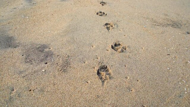 The camera moves after the tracks of the dog left in the sand.