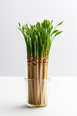 Obraz premium Sprouts on the heads of Chinese chopsticks.