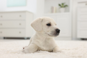 Cute little puppy lying on white carpet at home