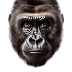 Fototapeta premium Portrait of Gorilla face isolated on white background, Transparent cutout