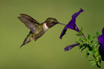 Ruby-throated Humminbird