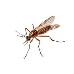 Obraz premium Dangerous malaria infected mosquito skin bite isolated on white background