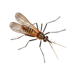Obraz premium Malaria infected mosquito skin bite isolated on white background