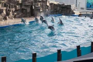 Dolphins swimming in pool at marine mammal park