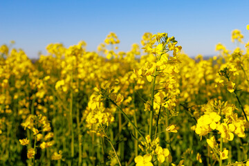 Obraz premium Blooming rapeseed field in early spring. Background with selective focus and copy space for text