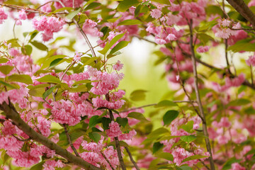 Sakura tree flowers in early spring. Blossoming season of cherry and plum trees. Background with selective focus