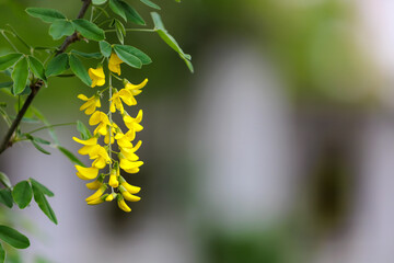 Flowers on the tree Bobovnik or golden rain. Greening the urban environment. Background with selective focus