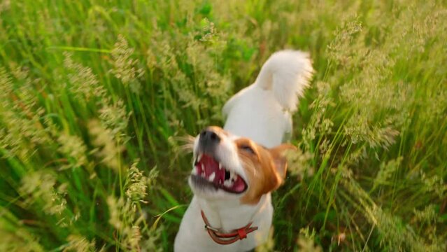 Jack Russel Dog Run In Green Grass On Sunset In Forest