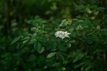 Yellow elderberry flower on a twig.