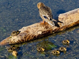 Mallard duck with small ducklings swim in the coastal waters of Sidney BC