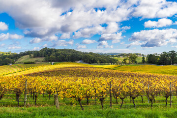 Fototapeta na wymiar Beautiful autumn vineyards in Adelaide Hills, South Australia
