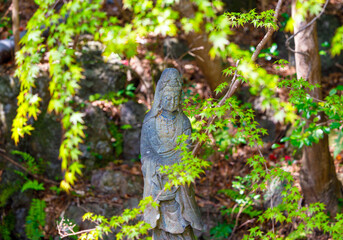 Obraz premium 京都、勝持寺の魚藍観音