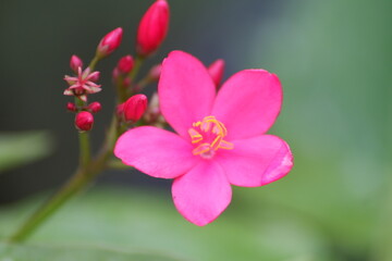 Obraz premium Small pink flower plant