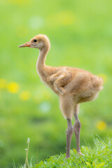 北海道にいるタンチョウの雛