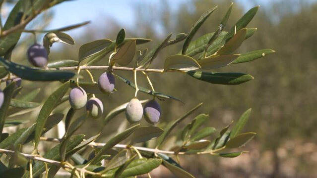 CLOSE UP: Lush olive branch weighed down with ripe green olives on a sunny day. Cultivated olive trees for oil production, which grow luxuriantly in favourable Mediterranean climate on island of Hvar.