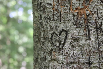 Fototapeta premium Hand carvings on the bark of a tree.