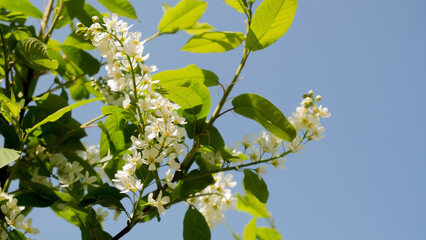 Spring background. Blooming tree.Small white flowers on a tree branch.