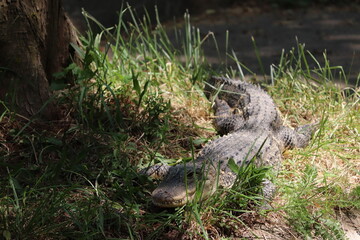Alligator in the everglades