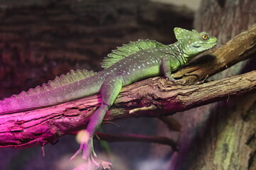 Iguana on tree
