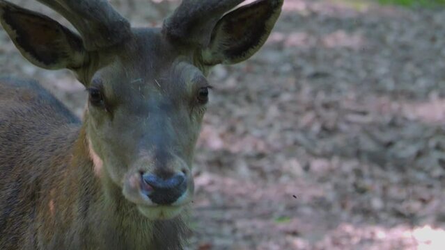 Close up view of female sika deer looking around in the forest	