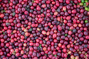 Grãos de café fresco. Colheita de café maduro