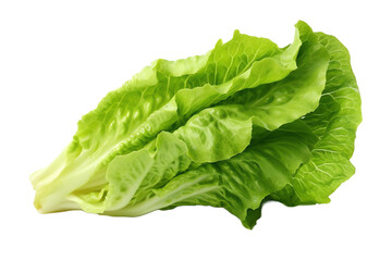 lettuce. transparent background