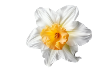 flower. transparent background