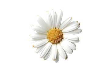 flower. transparent background