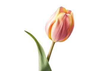 flower. transparent background