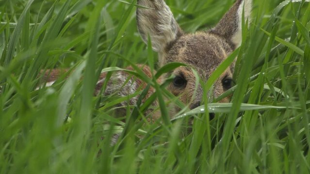 Close up roe deer fawn