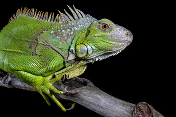 Green iguana on black background
