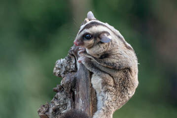 Baby sugar glider on a tree branch