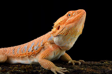 Big bearded dragon lizard on black background