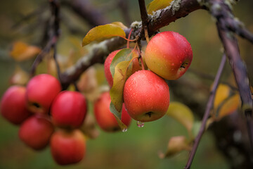 ripe red apples on the tree. AI generated