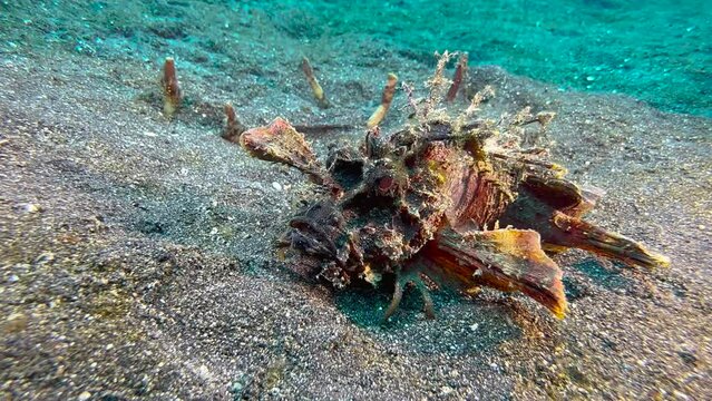 Spiny devilfish on sandy bottom with some seagrass.  Walks forward using claw-like fin endings. Bulbous eyes and upturned snout clearly visible. Side view medium shot with blue water in background