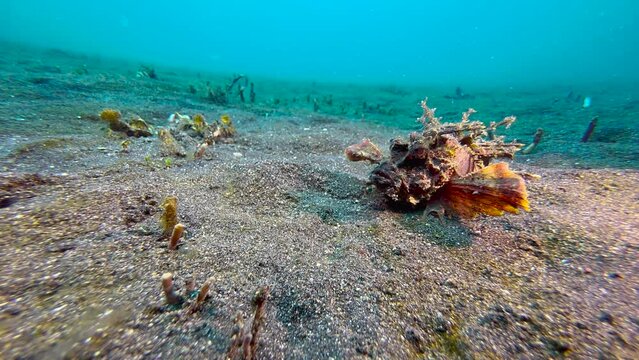 Spiny devilfish on sandy bottom with occasional seagrass.  Walks forward using claw-like fin endings. Bulbous eyes and upturned snout clearly visible. Side view long shot with blue water in background