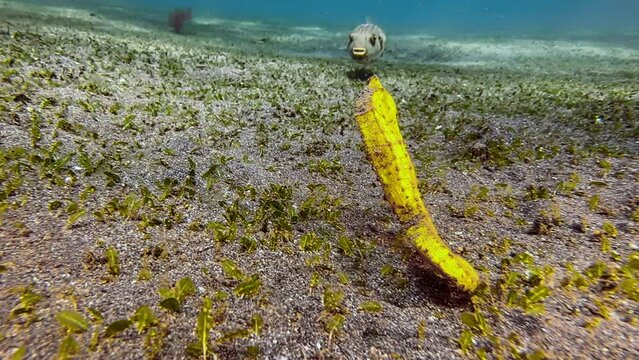 Yellow seahorse hovering at shallow depth over seabed  partly overgrown with seagrass. Narrow-striped puffer fish approaches from afar and crosses path of the seahorse.