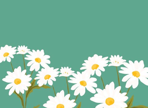 Daisy folwer summer wallpaper blue color background.