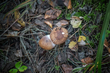 two inedible Lepiota mushrooms grow in the forest in the grass, selective focus, top view