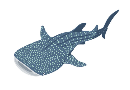 ジンベイザメ Images – Browse 888 Stock Photos, Vectors, and Video