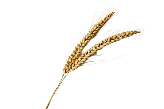 wheat. transparent background