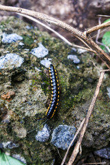 harpaphe haydeniana or yellow-spotted millipede crawling in the garden