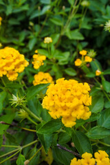 Lantana camara plants that have lots of yellow flowers grow behind a wooden fence