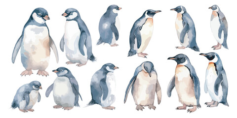 watercolor penguin clipart for graphic resources © Dgillustration12u