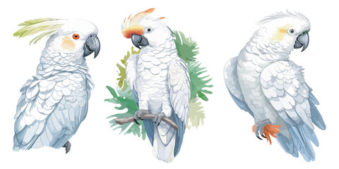 watercolor white parrot clipart for graphic resources © Dgillustration12u