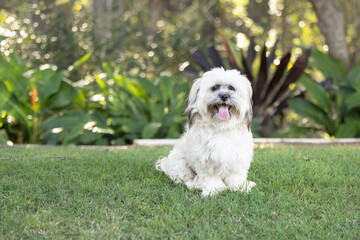 Portrait of cute Tibetan Spaniel white small breed dog sitting on green grass with blurred background