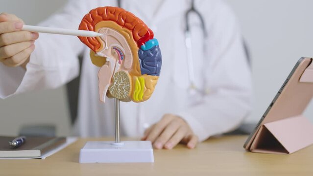 doctor with human Brain anatomy model and tablet. World Brain Tumor day, Brain Stroke, Dementia, alzheimer, parkinson and world mental health concept